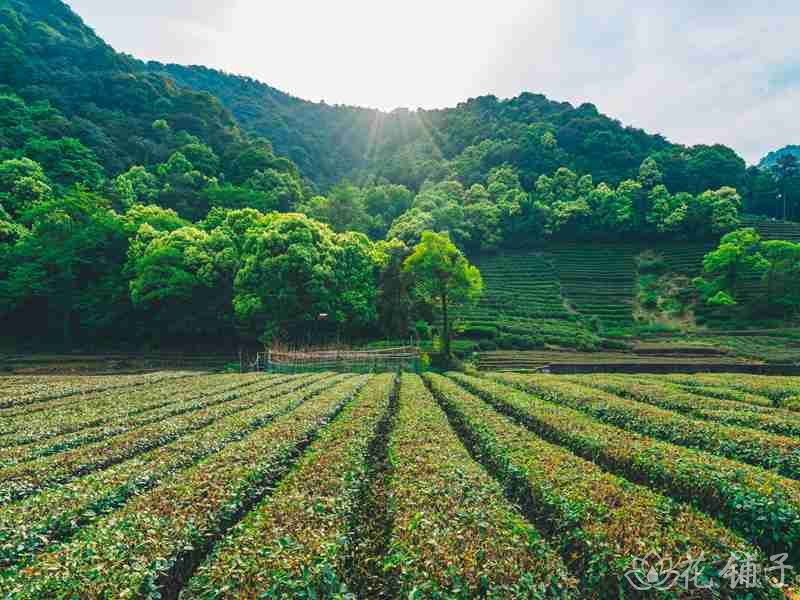 杭州茶文化:品茶工作室对身体带来愉悦