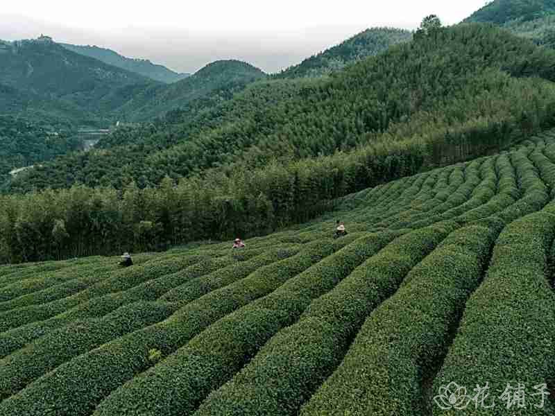 杭州茶文化:品茶工作室对身体带来愉悦